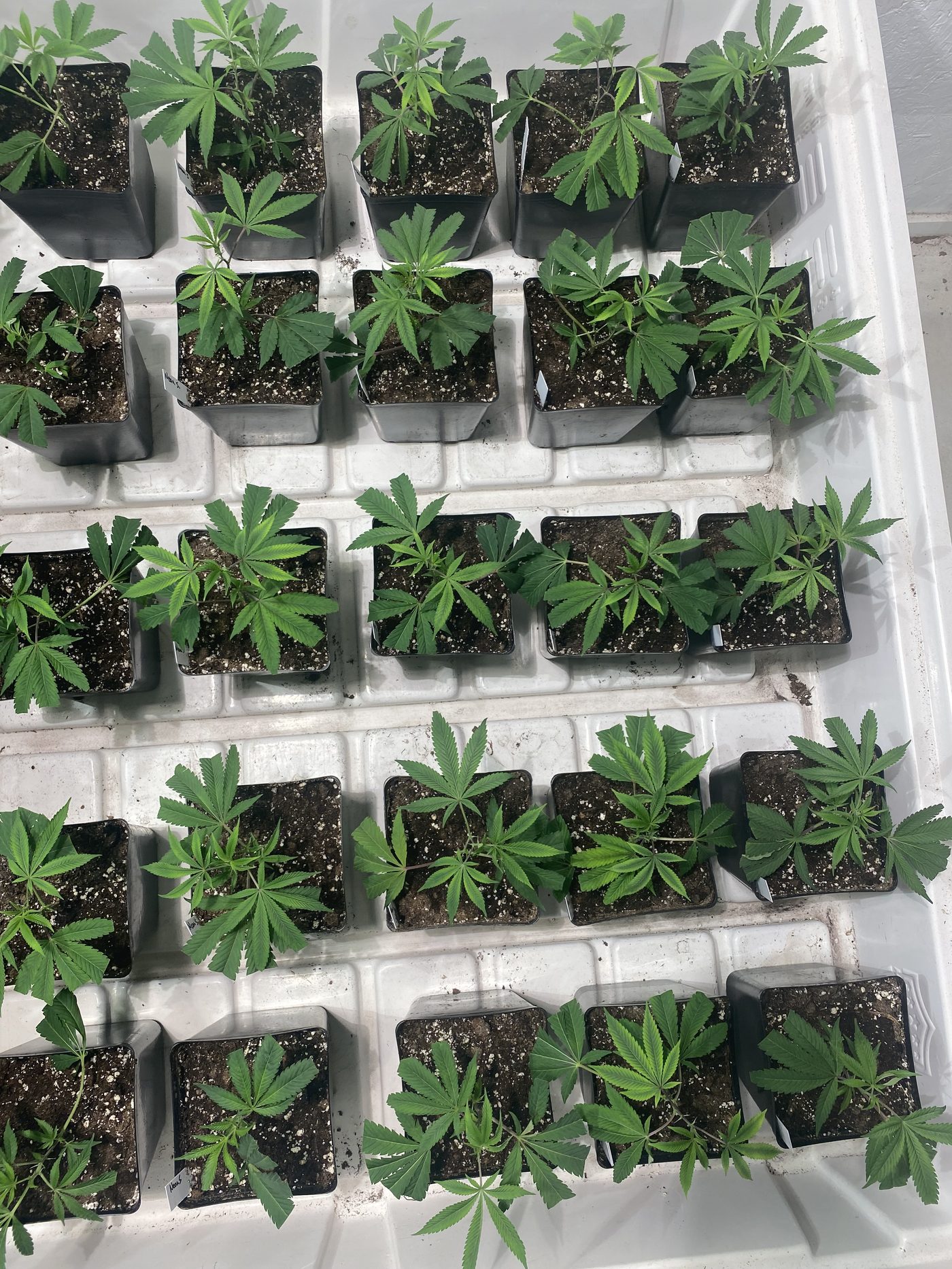 Trays of young cannabis seedlings at the Blume facility