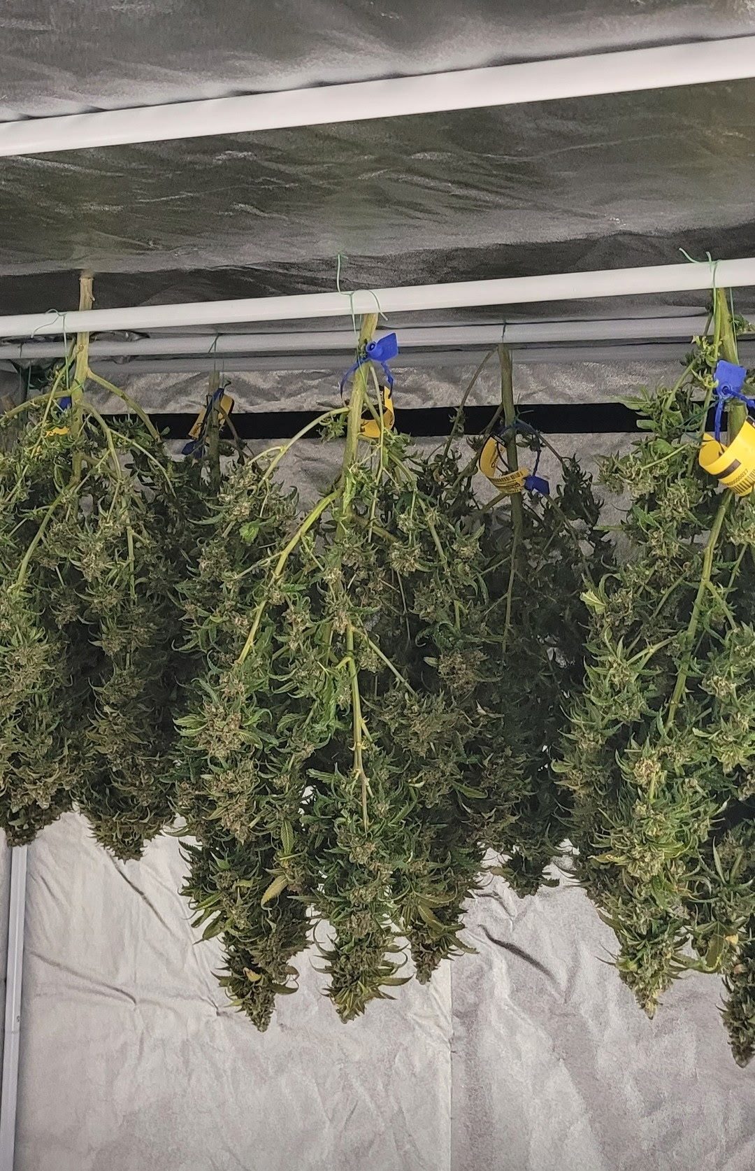 Harvested cannabis branches hang-drying at Monsta Farms