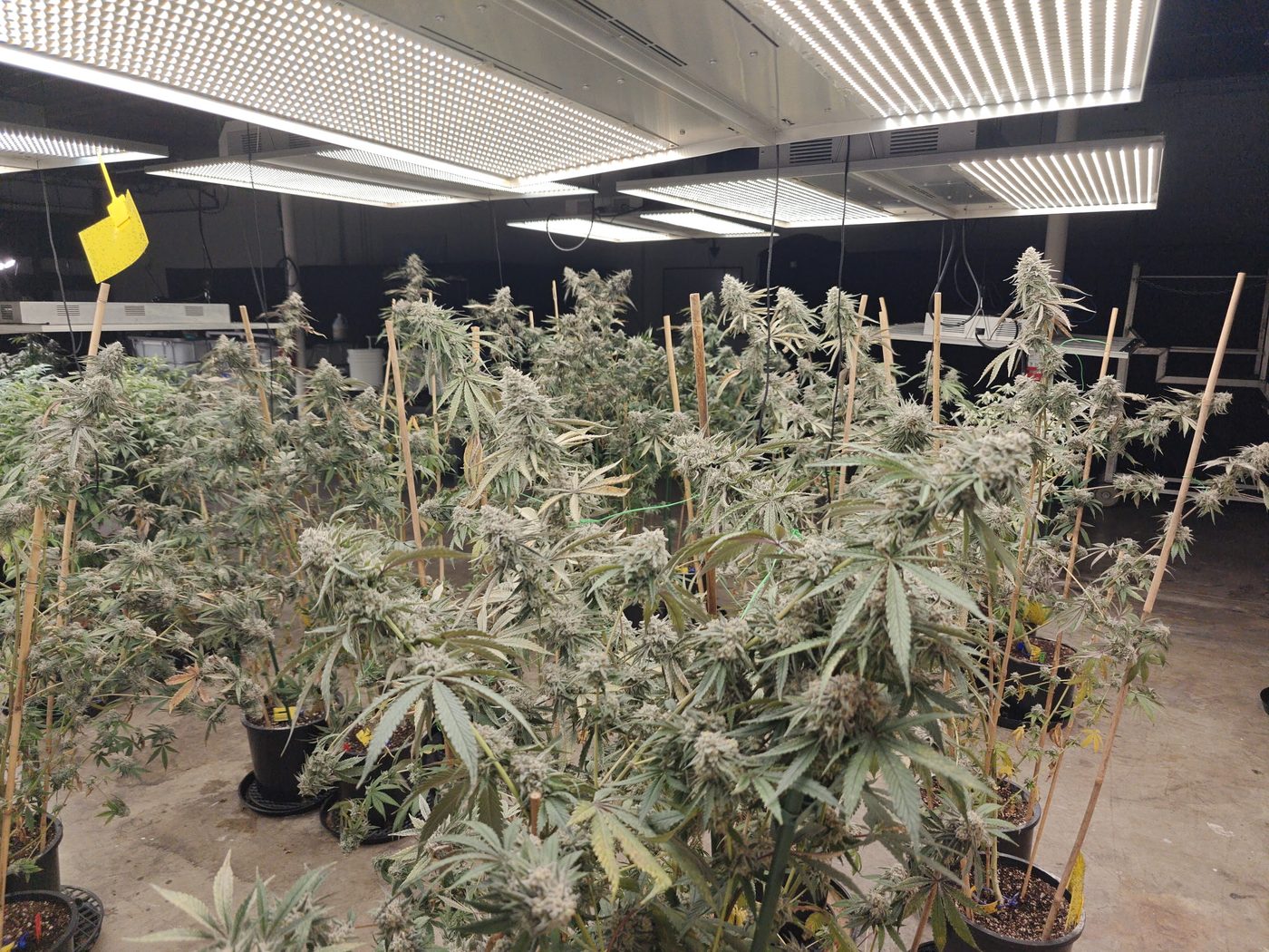 A flowering room full of frosty cannabis plants at Monsta Farms