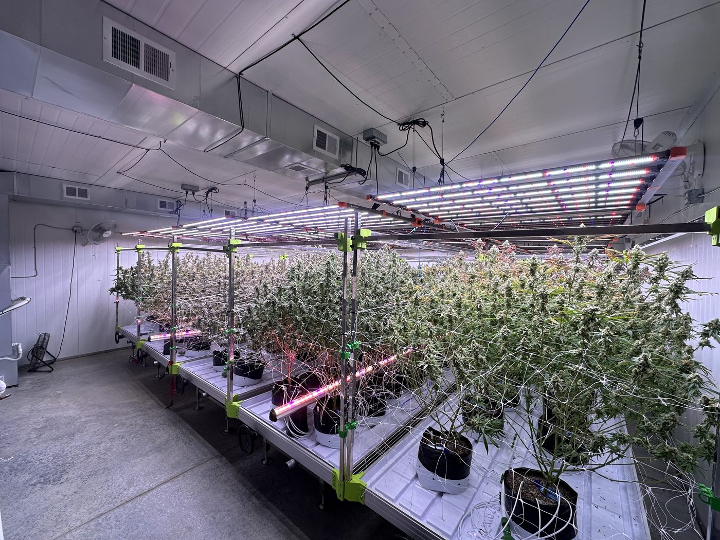 Rows of indoor cannabis plants under lights at Urban Farm