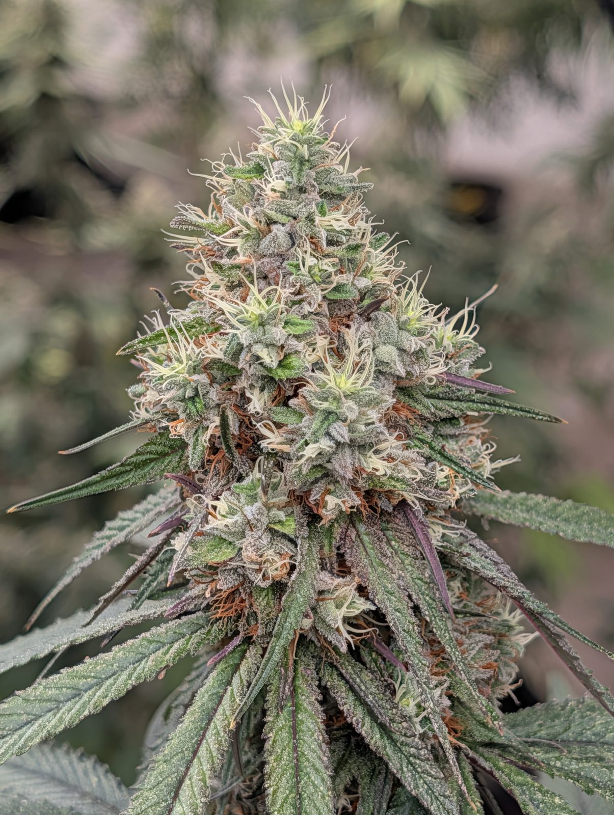 A frosty Monsta Farms cola up close
