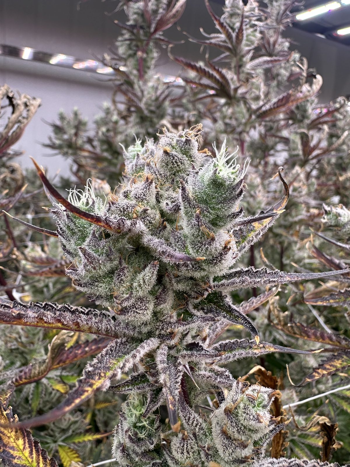 An Urban Farm indoor-grown cannabis bud, up close