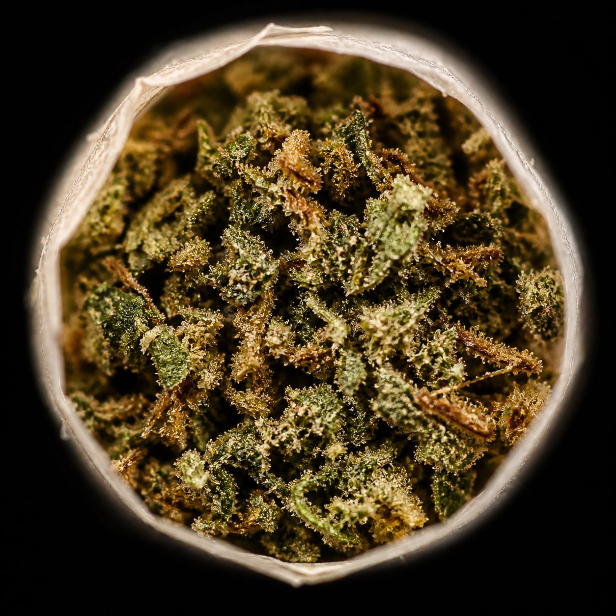 Extreme macro of finely ground cannabis flower inside a pre-roll cone