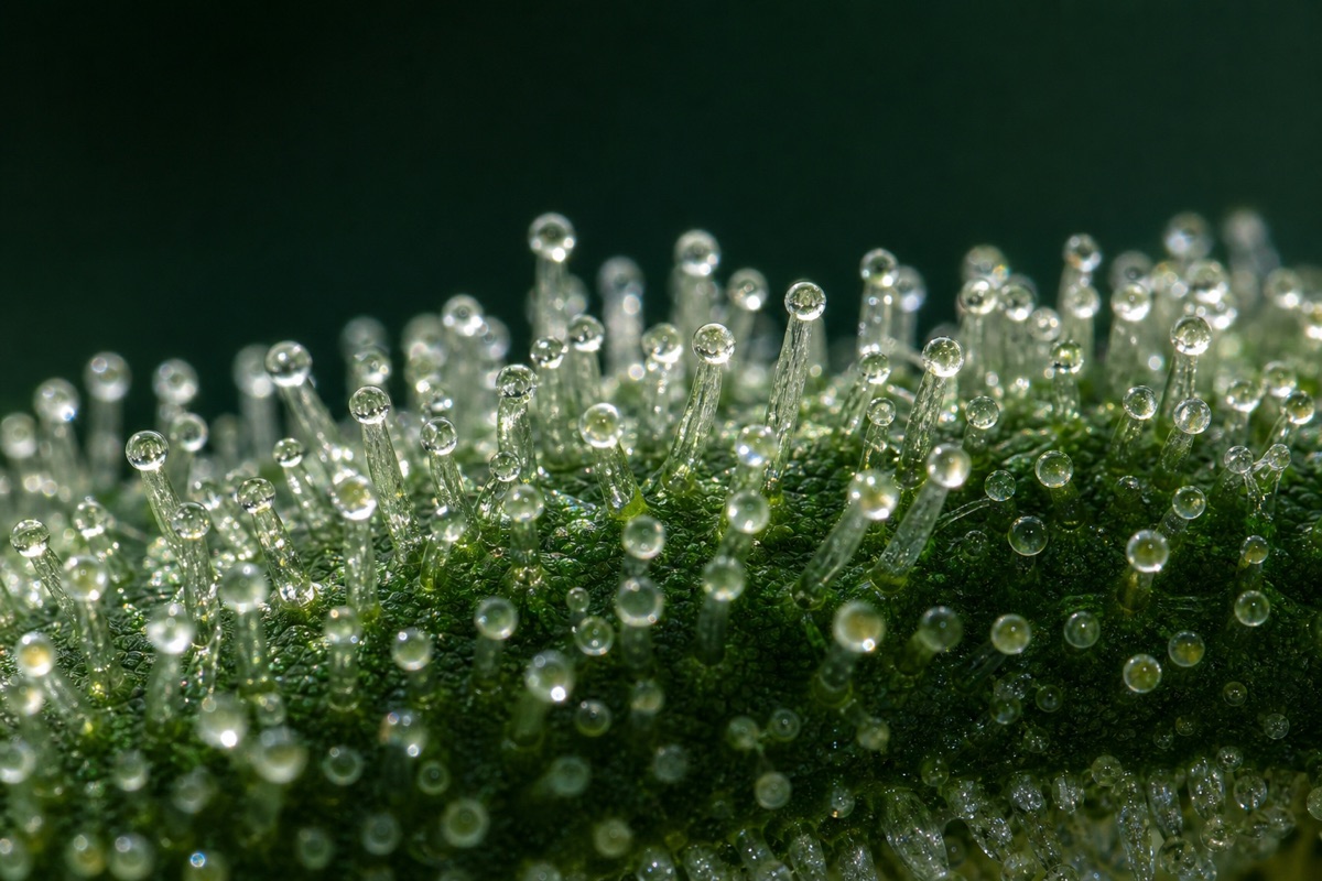 A field of cannabis trichomes at high magnification