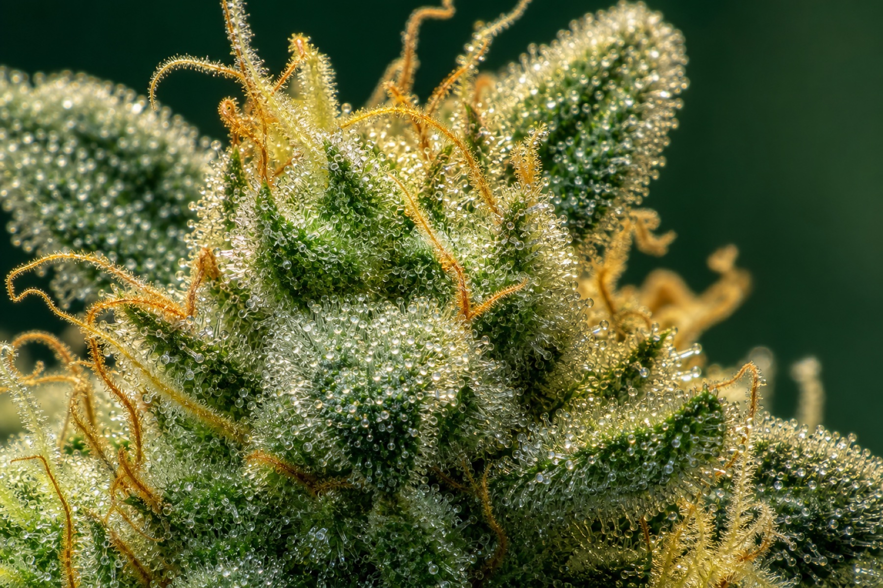 Macro of frosty cannabis trichomes rich in terpenes