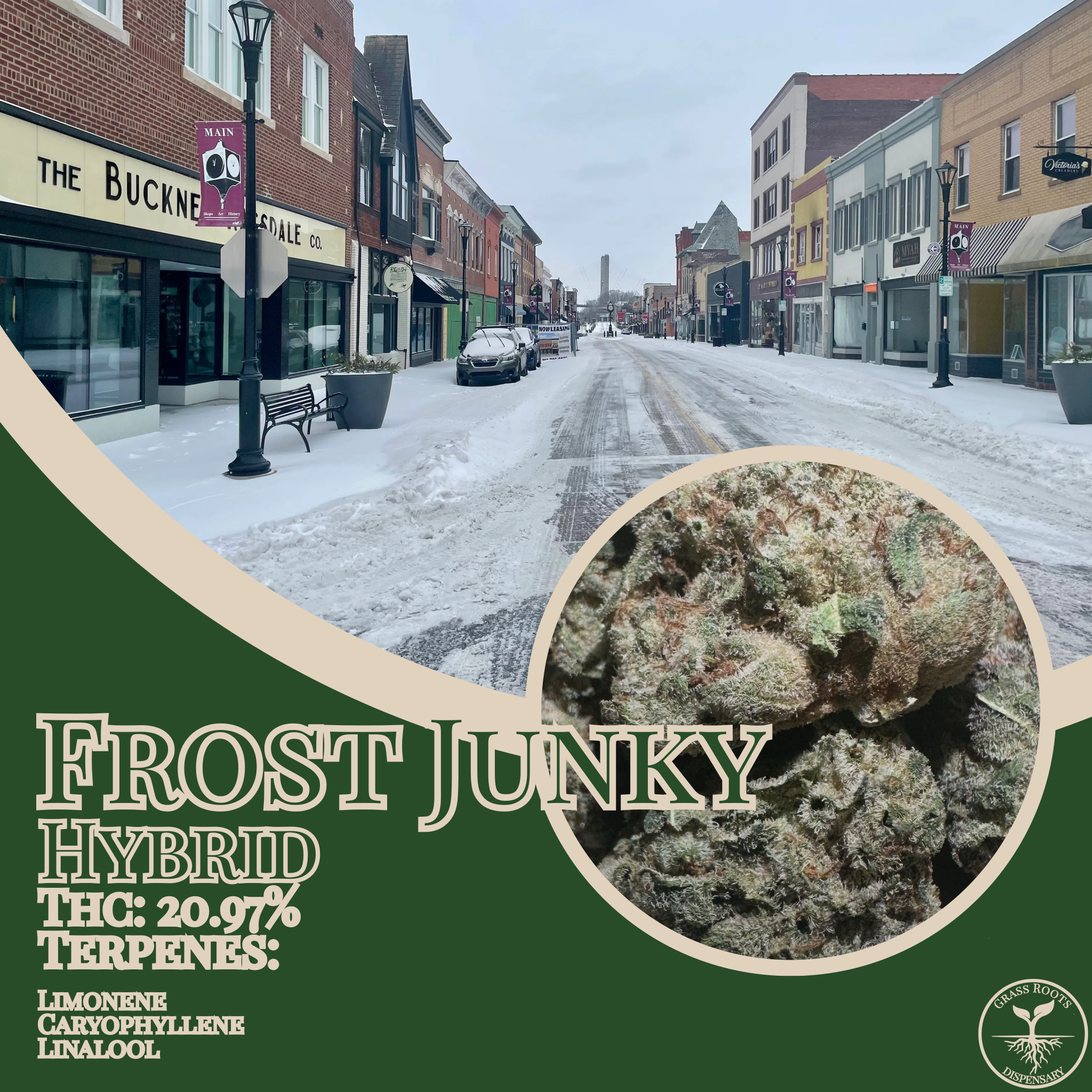 Frost Junky strain of the week graphic from Grass Roots Dispensary