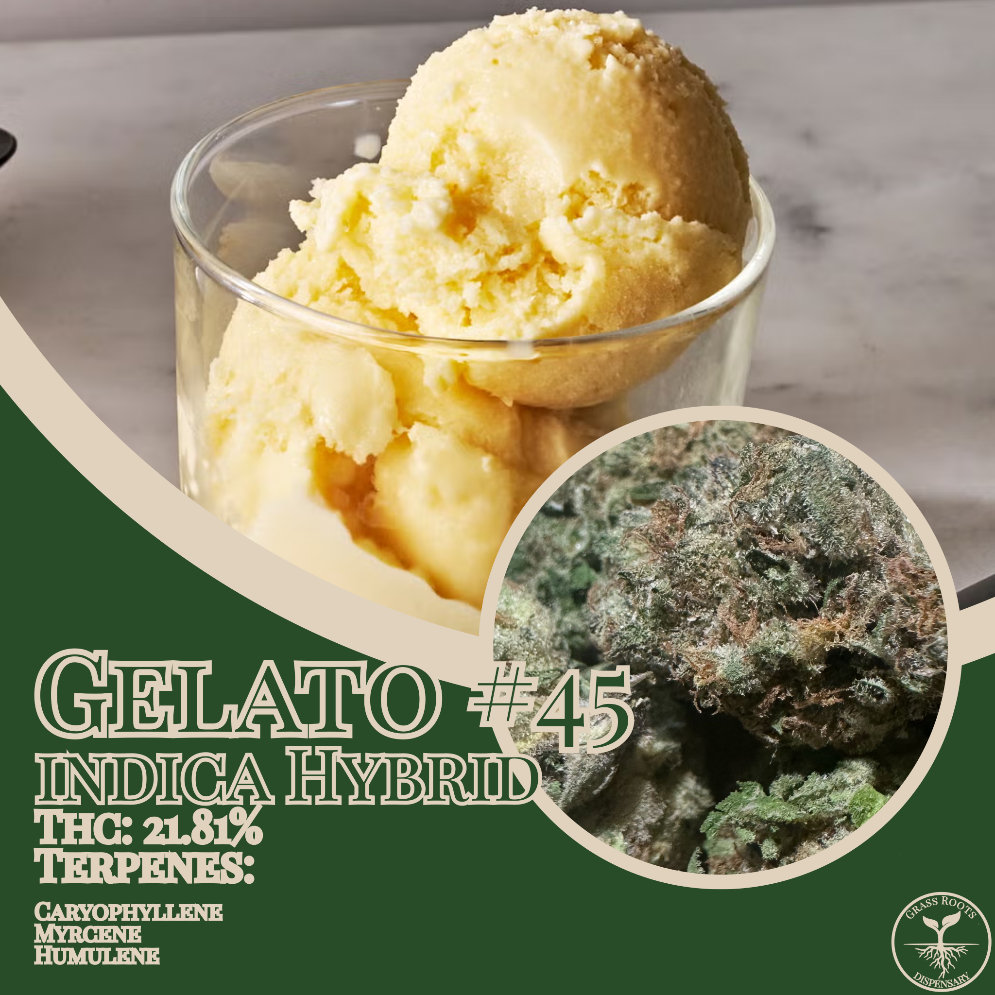 Gelato #45 strain of the week graphic from Grass Roots Dispensary