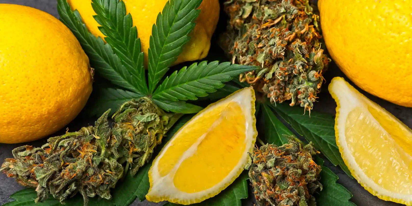 Lemon slices beside cannabis flower highlighting limonene-rich aromas